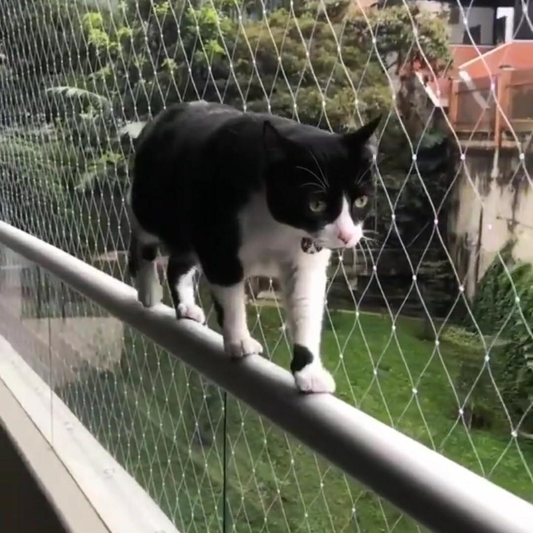 GATO 08 GATO 08